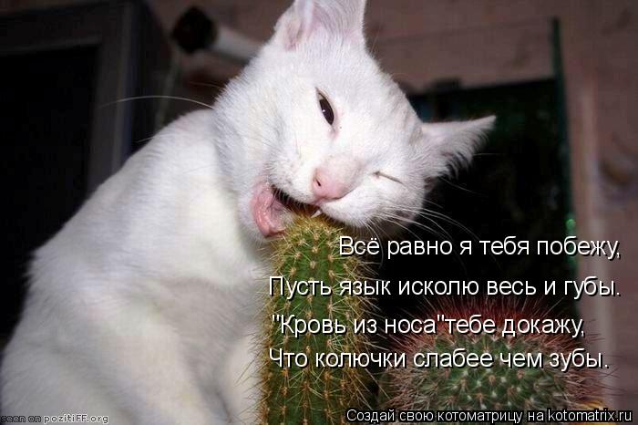 Всё равно я тебя побежу, Пусть язык исколю весь и губы. "Кровь из носа"тебе докажу, Что колючки слабе... Котоматрица: Всё равно я тебя побежу, Пусть язык исколю весь и губы. "Кровь из носа"тебе докажу, Что колючки слабее чем зубы.