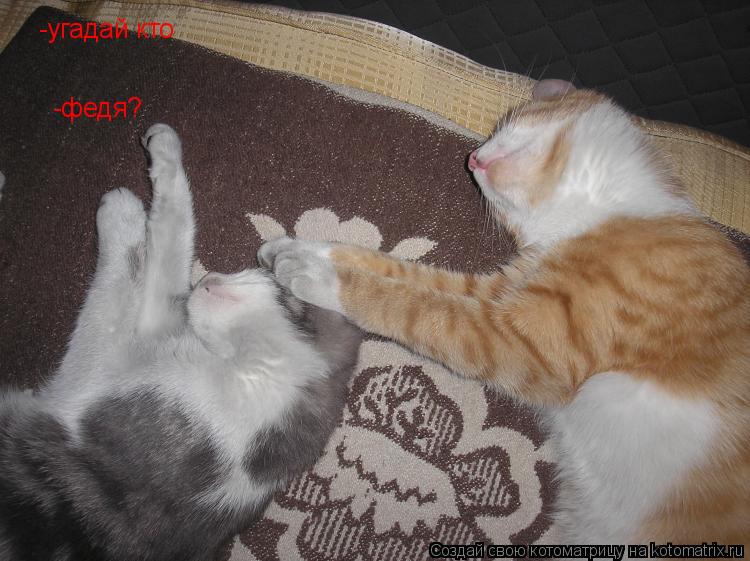 -угадай кто -федя?... Котоматрица: -угадай кто -федя?