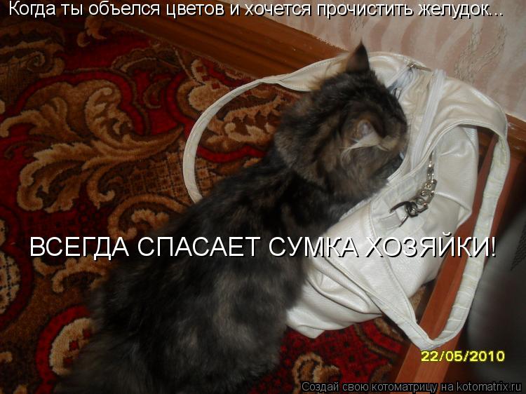 Когда ты объелся цветов и хочется прочистить желудок... ВСЕГДА СПАСАЕТ СУМКА ХОЗЯЙКИ!... Котоматрица: Когда ты объелся цветов и хочется прочистить желудок... ВСЕГДА СПАСАЕТ СУМКА ХОЗЯЙКИ!