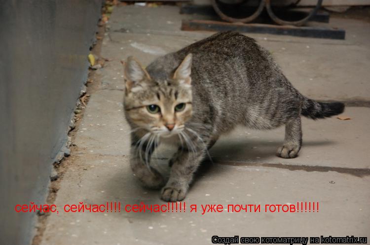 сейчас, сейчас!!!! сейчас!!!!! я уже почти готов!!!!!!... Котоматрица: сейчас, сейчас!!!! сейчас!!!!! я уже почти готов!!!!!!