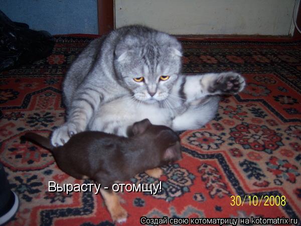 Вырасту - отомщу!... Котоматрица: Вырасту - отомщу!