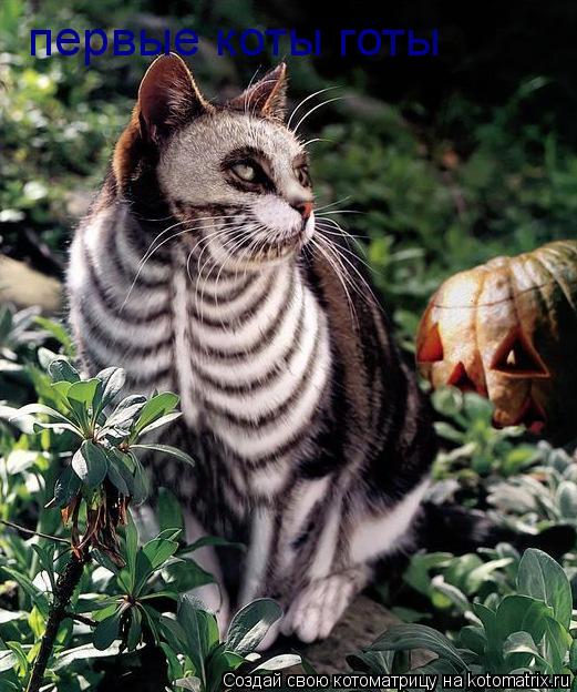первые коты готы... Котоматрица: первые коты готы