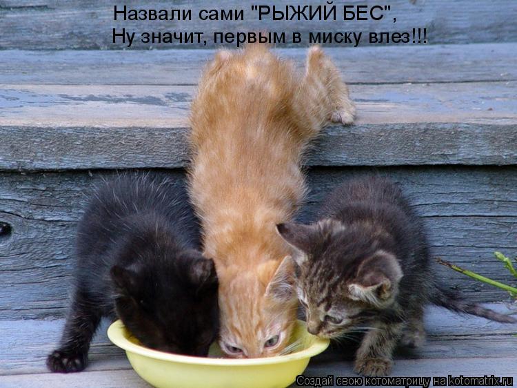 Назвали сами "РЫЖИЙ БЕС", Ну значит, первым в миску влез!!!... Котоматрица: Назвали сами "РЫЖИЙ БЕС", Ну значит, первым в миску влез!!!