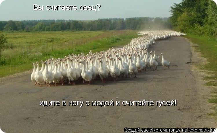 Вы считаете овец? идите в ногу с модой и считайте гусей!... Котоматрица: Вы считаете овец? идите в ногу с модой и считайте гусей!