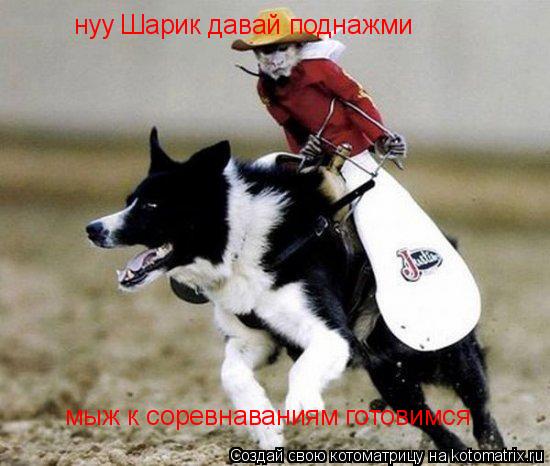 Котоматрица: нуу Шарик давай поднажми мыж к соревнаваниям готовимся