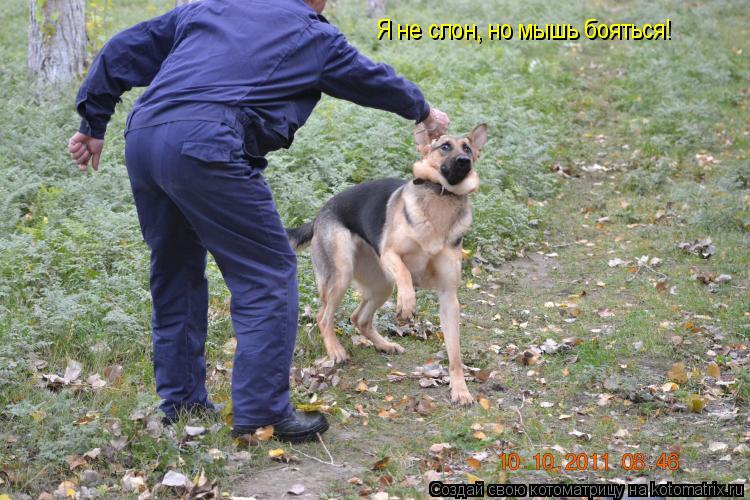 Котоматрица: Я не слон, но мышь бояться!