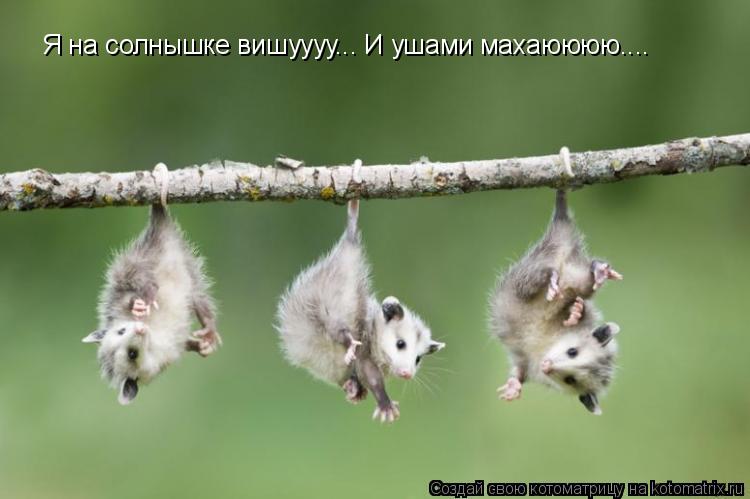 Котоматрица: Я на солнышке вишуууу... И ушами махаюююю....