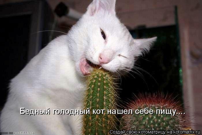 Котоматрица: Бедный голодный кот нашел себе пищу....
