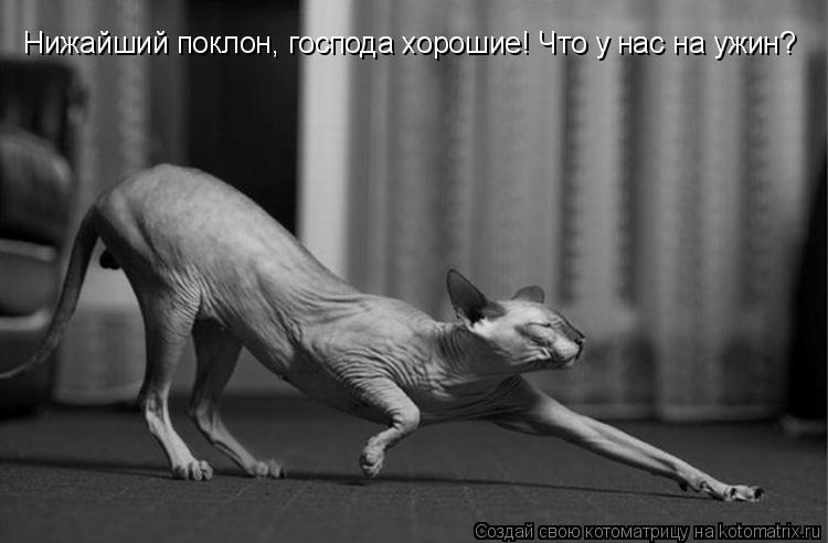 Котоматрица: Нижайший поклон, господа хорошие! Что у нас на ужин?