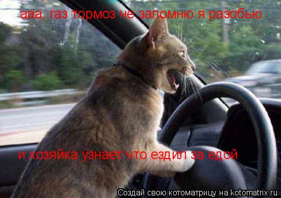 Котоматрица: ааа, газ тормоз не запомню я разобью и хозяйка узнает что ездил за едой
