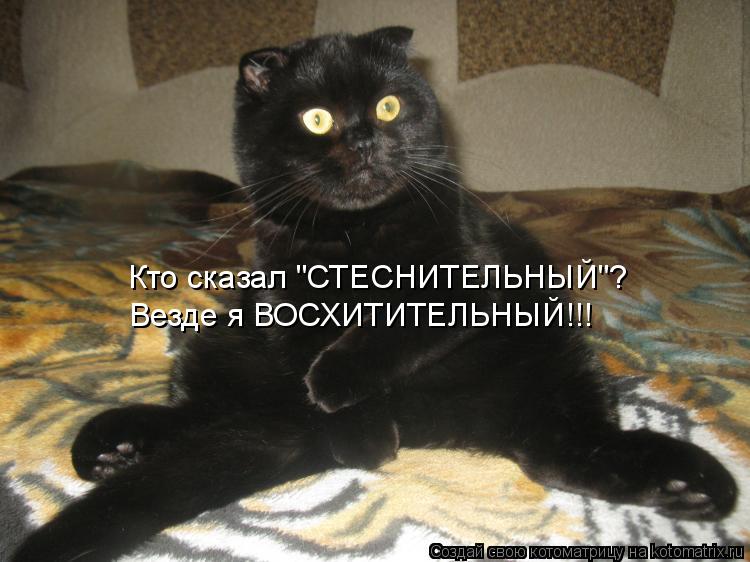 Котоматрица: Кто сказал "СТЕСНИТЕЛЬНЫЙ"? Везде я ВОСХИТИТЕЛЬНЫЙ!!!