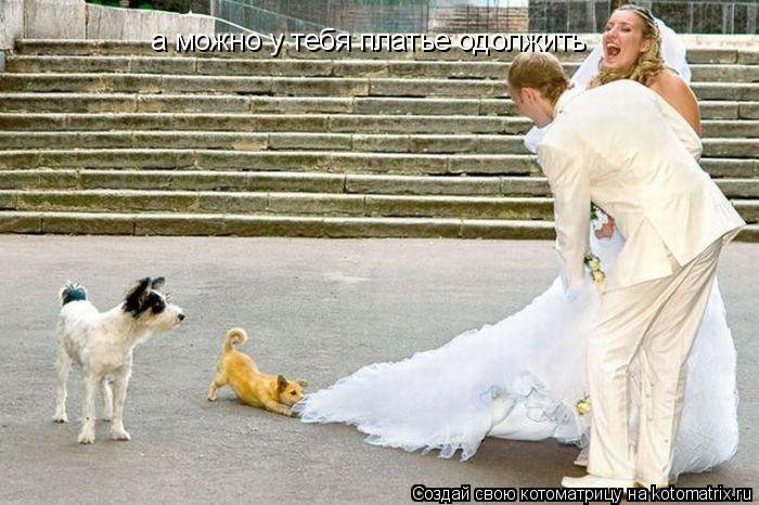 Котоматрица: а можно у тебя платье одолжить