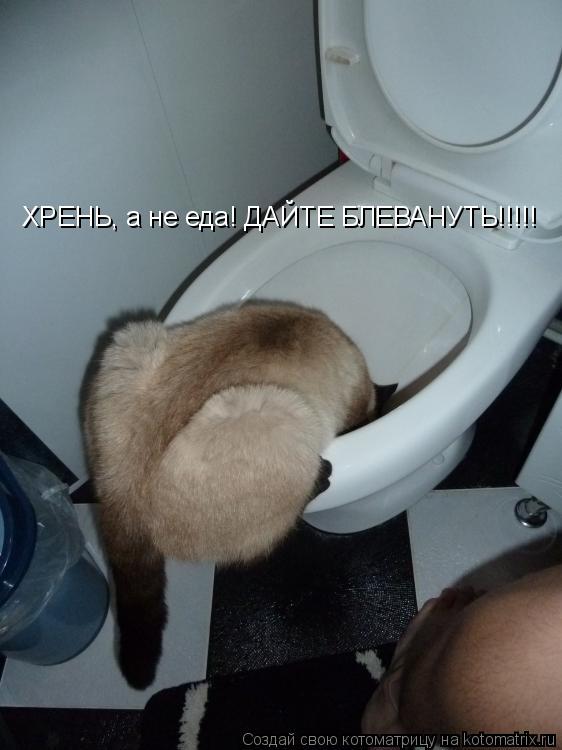 Котоматрица: ХРЕНЬ, а не еда! ДАЙТЕ БЛЕВАНУТЬ!!!!!