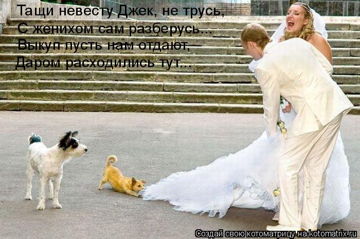 Котоматрица: Тащи невесту Джек, не трусь, С женихом сам разберусь... Выкуп пусть нам отдают, Даром расходились тут...