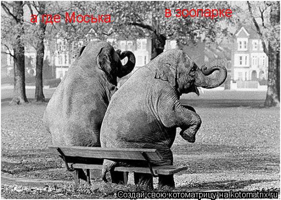 Котоматрица: а где Моська  в зоопарке