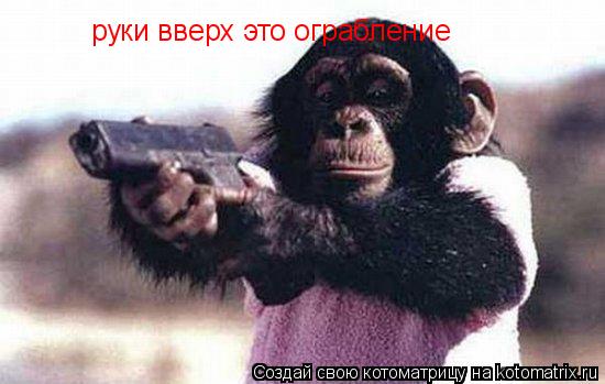 Котоматрица: руки вверх это ограбление