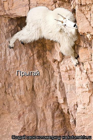 Котоматрица: Прыгай