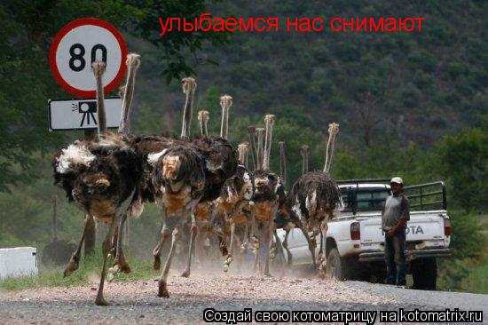 Котоматрица: улыбаемся нас снимают