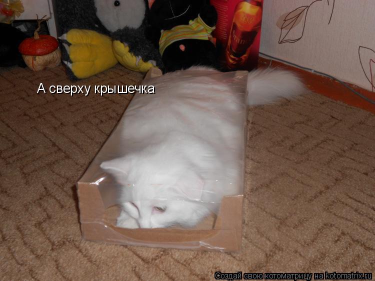 Котоматрица: А сверху крышечка