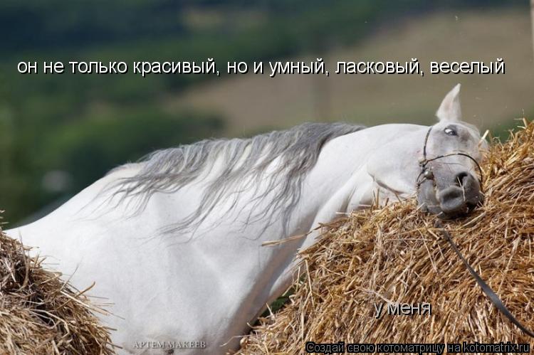 Котоматрица: он не только красивый, но и умный, ласковый, веселый у меня