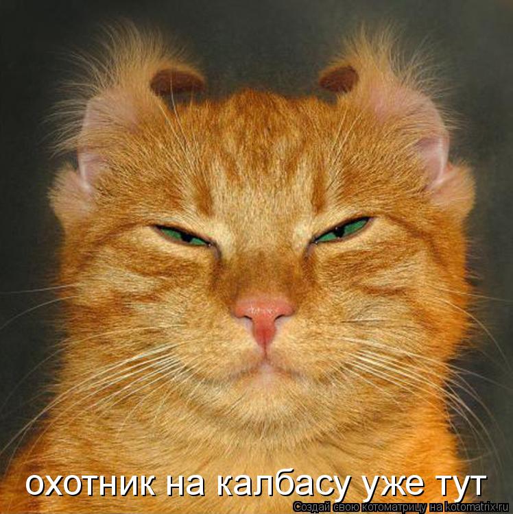 Котоматрица: охотник на калбасу уже тут