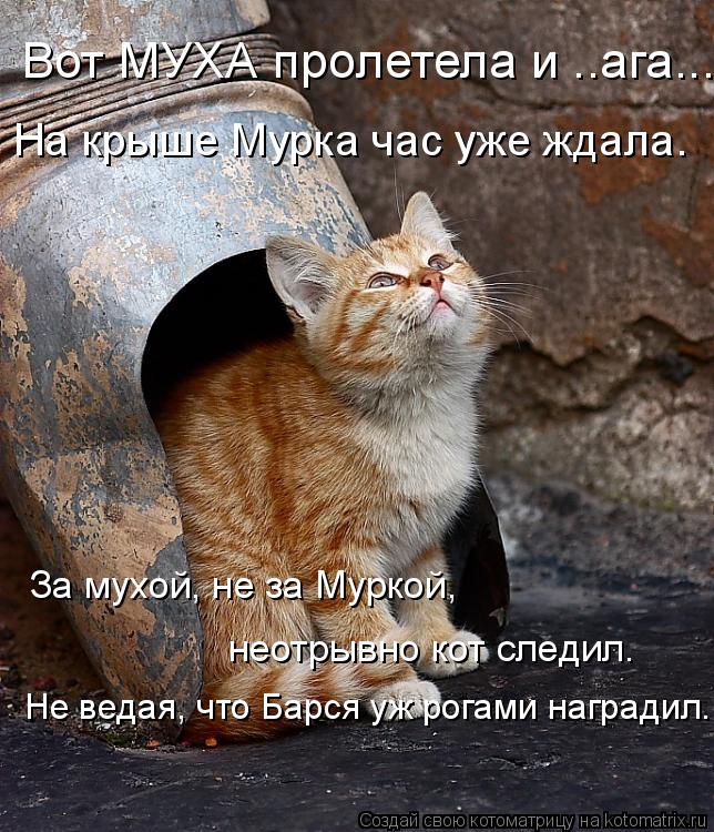 Вот МУХА пролетела и ..ага... На крыше Мурка час уже ждала. За мухой, не за Муркой, неотрывно кот сл... Котоматрица: Вот МУХА пролетела и ..ага... На крыше Мурка час уже ждала. За мухой, не за Муркой, неотрывно кот следил. Не ведая, что Барся уж рогами наградил.