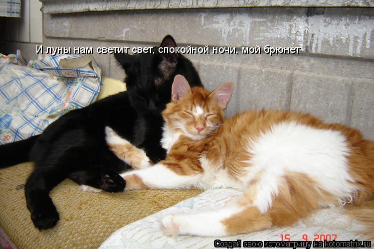 Котоматрица: И луны нам светит свет, спокойной ночи, мой брюнет