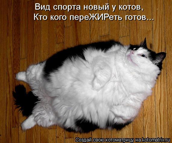 Котоматрица: Вид спорта новый у котов, Кто кого переЖИРеть готов...