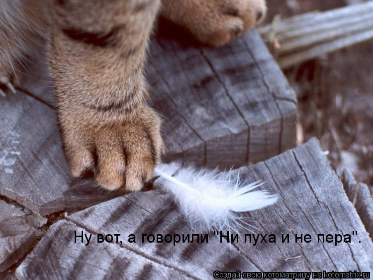 Котоматрица: Ну вот, а говорили "Ни пуха и не пера".
