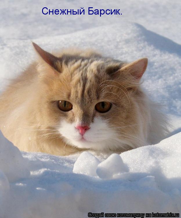 Котоматрица: Снежный Барсик.