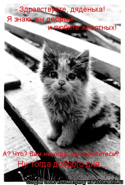 Котоматрица: - Здравствуйте, дяденька! Я знаю, вы добрый и любите животных! А? Что? Вам некогда, вы торопитесь? Ну, тогда доброго дня...