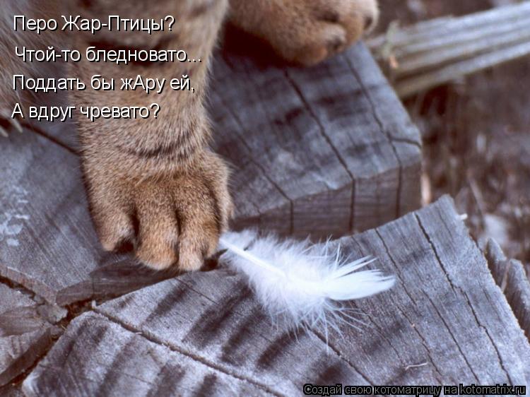 Котоматрица: Перо Жар-Птицы? Чтой-то бледновато... Поддать бы жАру ей, А вдруг чревато?