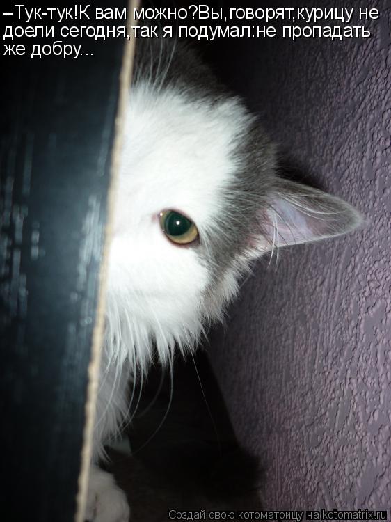 Котоматрица: --Тук-тук!К вам можно?Вы,говорят,курицу не доели сегодня,так я подумал:не пропадать же добру...