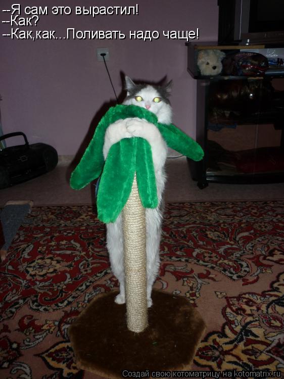 Котоматрица: --Я сам это вырастил! --Как? --Как,как...Поливать надо чаще!
