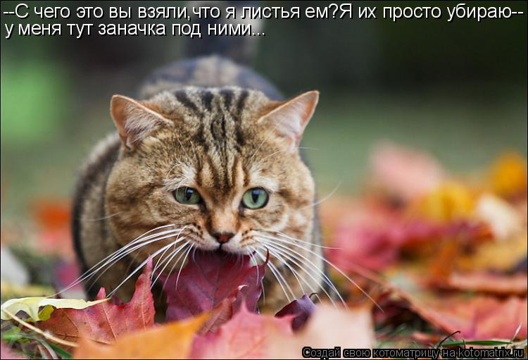 Котоматрица: --С чего это вы взяли,что я листья ем?Я их просто убираю-- у меня тут заначка под ними...