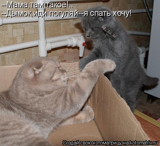 Котоматрица: --Мама,там такое!.. --Дымок,иди погуляй--я спать хочу!