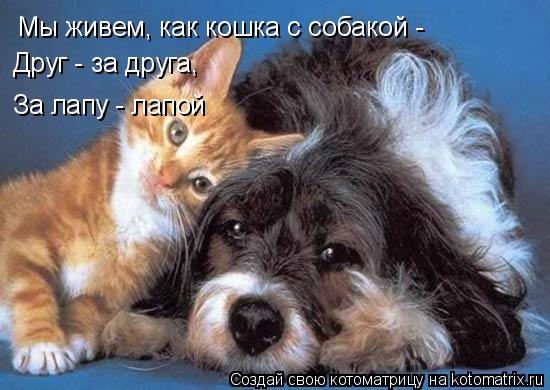 Котоматрица: Мы живем, как кошка с собакой -  Друг - за друга, За лапу - лапой