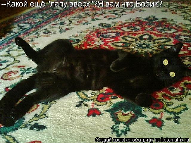 Котоматрица: --Какой ещё "лапу вверх"?Я вам что,Бобик?