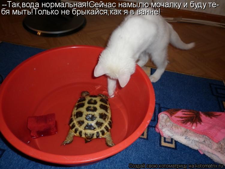 Котоматрица: --Так,вода нормальная!Сейчас намылю мочалку и буду те- бя мыть!Только не брыкайся,как я в ванне!