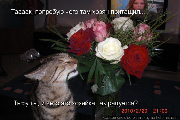 Котоматрица: Таааак, попробую чего там хозян притащил... Тьфу ты, и чего это хозяйка так радуется?
