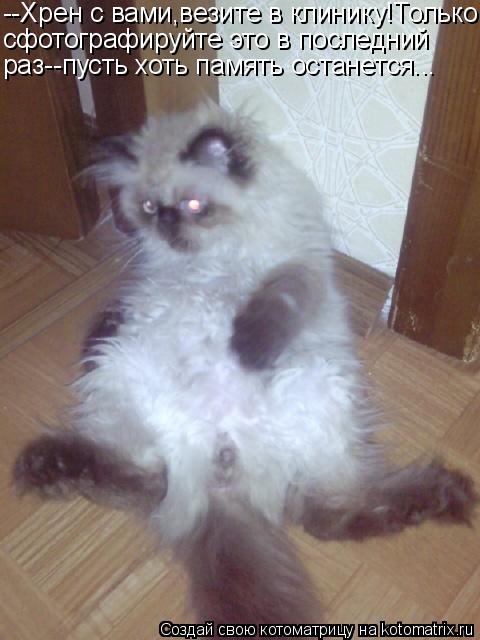 Котоматрица: --Хрен с вами,везите в клинику!Только сфотографируйте это в последний  раз--пусть хоть память останется...