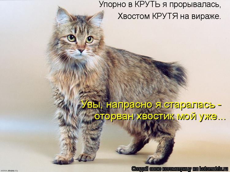 Котоматрица: Хвостом КРУТЯ на вираже. Увы, напрасно я старалась -  оторван хвостик мой уже... Упорно в КРУТЬ я прорывалась,