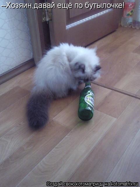 Котоматрица: --Хозяин,давай ещё по бутылочке!