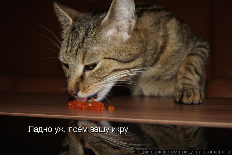 Котоматрица: Ладно уж, поем вашу икру