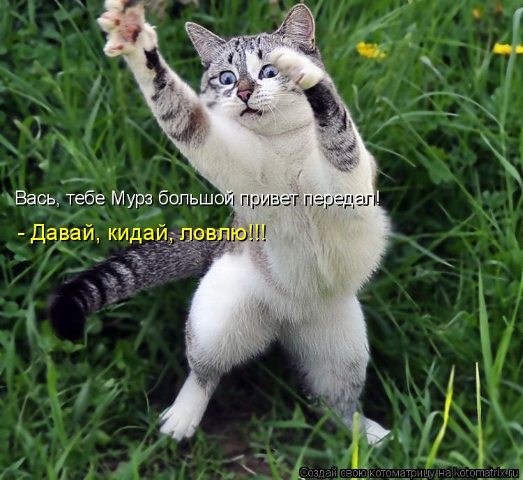 Котоматрица: Вась, тебе Мурз большой привет передал! - Давай, кидай, ловлю!!!