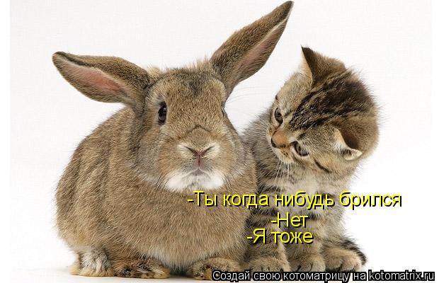 -Ты когда нибудь брился -Нет -Я тоже... Котоматрица: -Ты когда нибудь брился -Нет -Я тоже