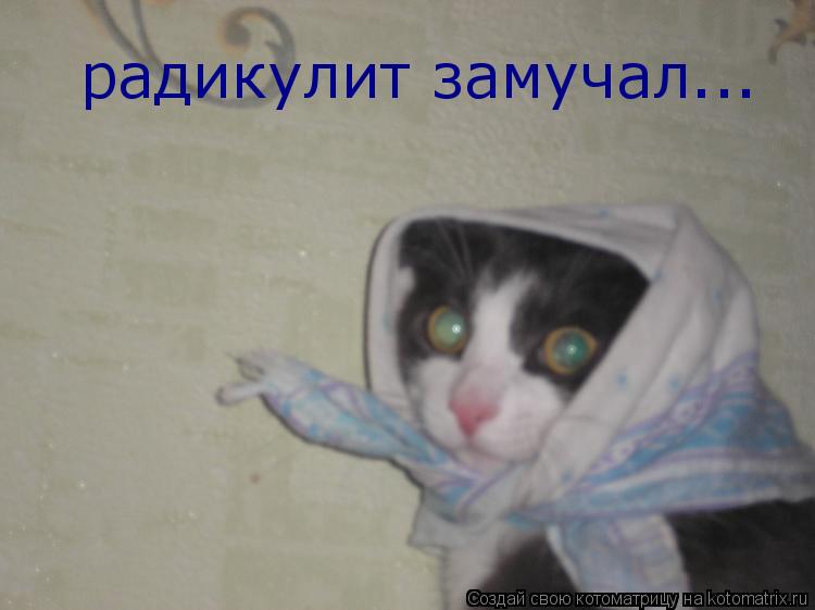 Котоматрица: радикулит замучал...