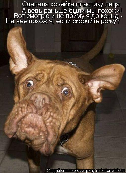 Котоматрица: Сделала хозяйка пластику лица, А ведь раньше были мы похожи! Вот смотрю и не пойму я до конца - На неё похож я, если скорчить рожу?