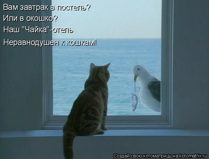 Котоматрица: Вам завтрак в постель? Или в окошко? Наш "Чайка"-отель Неравнодушен к кошкам!