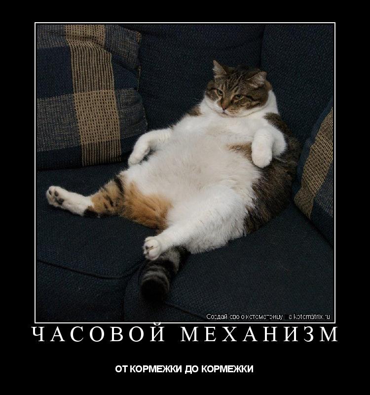 ЧАСОВОЙ МЕХАНИЗМ ОТ КОРМЕЖКИ ДО КОРМЕЖКИ... Котоматрица: ЧАСОВОЙ МЕХАНИЗМ ОТ КОРМЕЖКИ ДО КОРМЕЖКИ